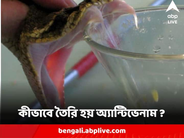 Venomous Snake Bite : সাপে কামড়ের ১০০ মিনিটের মধ্যে যদি ১০০ মিলি লিটার অ্যান্টিভেনাম (Polyvalent Antivenom) রোগীর শরীরে ঢুকিয়ে দেওয়া যায়, তাহলে ১০০ শতাংশ নিশ্চিত যে রোগী বেঁচে যাবে।