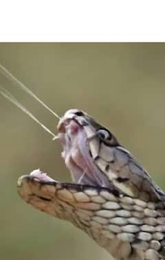 Snake Bite Antivenom : সাপের বিষের প্রতিষেধক, কীভাবে তৈরি হয় অ্যান্টিভেনাম ?