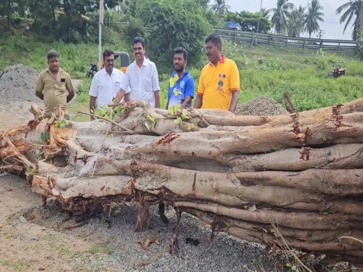 Kanchipuram: மறுவாழ்வுக்காக காத்திருக்கும் ஆலமரம்..!  அரசும் தன்னார்வலர்களும் எடுத்த   முன்னெடுப்பு..!