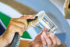 Snake Venom : सापाच्या विषाने माणसाचा मृत्यू होऊ शकतो, मग त्याच विषाची नशा कशी केली जाते?