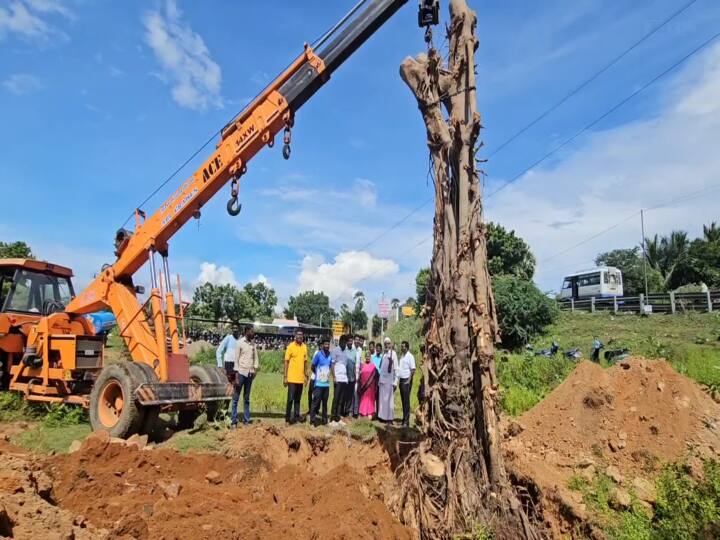 Kanchipuram news 50-year-old royal tree felled from a private land near Walajahabad, banyan tree planted modern manne Walajahabad railway station TNN Kanchipuram: மறுவாழ்வுக்காக காத்திருக்கும் ஆலமரம்..!  அரசும் தன்னார்வலர்களும் எடுத்த   முன்னெடுப்பு..!