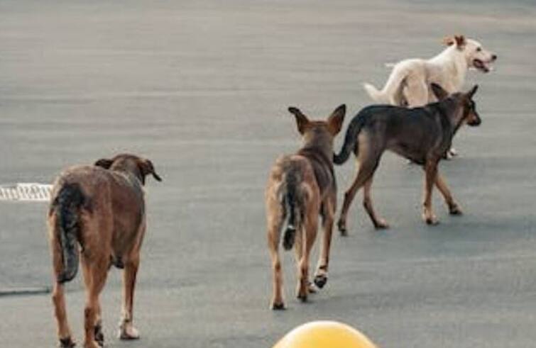 Surat News: more than 12 people had bite from dog in the surat city in last some days Surat: શહેરમાં હડકાયાં કુતરાનો આતંક, 12 લોકોને બચકા ભર્યા, તમામ હૉસ્પીટલમાં દાખલ