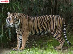 అమ్మో పెద్దపులి - ఇంకా వీడని భయాందోళన, అప్రమత్తంగా ఉండాలన్న అధికారులు