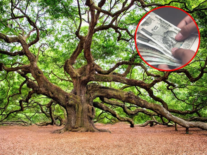 This state of India gives pension to trees know how you can get the benefit भारत का ये राज्य पेड़ों को देता है पेंशन, जानिए आपको कैसे मिल सकता है लाभ