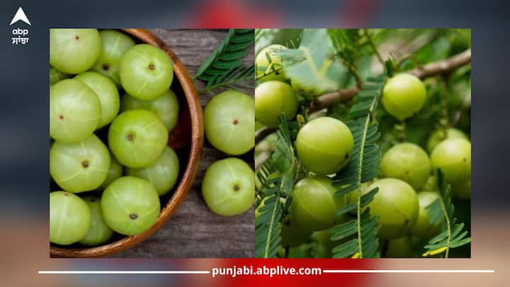 Amla Benefits: ਬਦਲਦੇ ਮੌਸਮ 'ਚ ਆਂਵਲੇ ਨੂੰ ਭੋਜਨ 'ਚ ਸ਼ਾਮਲ ਕਰਨਾ ਬਹੁਤ ਫਾਇਦੇਮੰਦ ਹੁੰਦਾ ਹੈ। ਇਹ ਨਾ ਸਿਰਫ਼ ਸਰੀਰ ਨੂੰ ਬਿਮਾਰੀਆਂ ਤੋਂ ਬਚਾਉਂਦਾ ਹੈ, ਸਗੋਂ ਇਮਿਊਨਿਟੀ ਨੂੰ ਵੀ ਮਜ਼ਬੂਤ ​​ਬਣਾਉਂਦਾ ਹੈ।