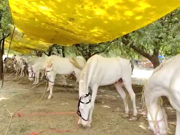 Solapur Akluj Horse market India's largest horse Market horse of different breed and different Horse Market :  देशातील पहिला घोडेबाजार भरण्यापूर्वीच 1 कोटींची विक्री; अकलूजच्या बाजारात 50 लाखांच्या कोब्राची चर्चा