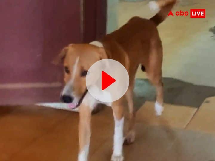 Kerala Dog Waits For Late Owner Return At Mortuary Door Since 4 Months Video Viral 4 महीने पहले मालिक की हो गई थी मौत, मगर कुत्ता आज भी मुर्दाघर के बाहर खड़ा होकर करता है उनके लौट आने का इंतजार, देखें VIDEO