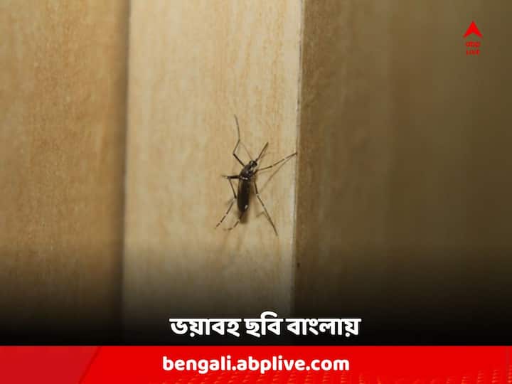 West Bengal tops in Dengue Statistic list in India, Situation worsens in North 24 Paragana District Dengue Update: দেশে সবথেকে বেশি ডেঙ্গি আক্রান্ত পশ্চিমবঙ্গে ! সংক্রমণের নিরিখে শীর্ষে এই জেলা