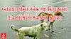 Surat Dog Terror | બારડોલીમાં માત્ર એક જ દિવસમાં કૂતરાએ 13 લોકોને ભર્યા બચકા અને પછી...