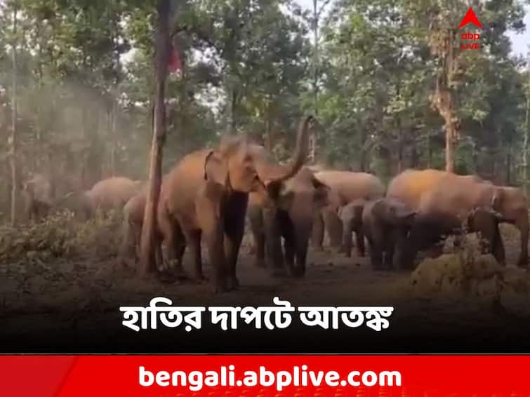 Elephant attack at Jhargram, one person missing, locals alleges not to get help from forest department Jhargram News: হাতির তাণ্ডব থেকে বাঁচতে পুকুরে ঝাঁপ এক ব্যক্তির! তারপর?