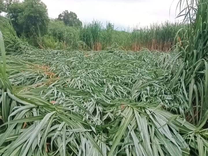 2 acres of sugarcane crops that were ready for harvest were damaged due to heavy rains near Usilampatti madurai உசிலம்பட்டி அருகே கனமழை.. அறுவடைக்கு தயாராக இருந்த 2 ஏக்கர் கரும்பு பயிர்கள் சாய்ந்து சேதம்