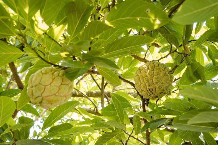 சீதாப்பழத்தில் Lutein இருப்பதால் கண் பாதிப்புகளில் இருந்து தடுக்கிறது. பார்வை குறைபாடுகள் ஏற்படாமல் இருக்க உதவுகிறது.