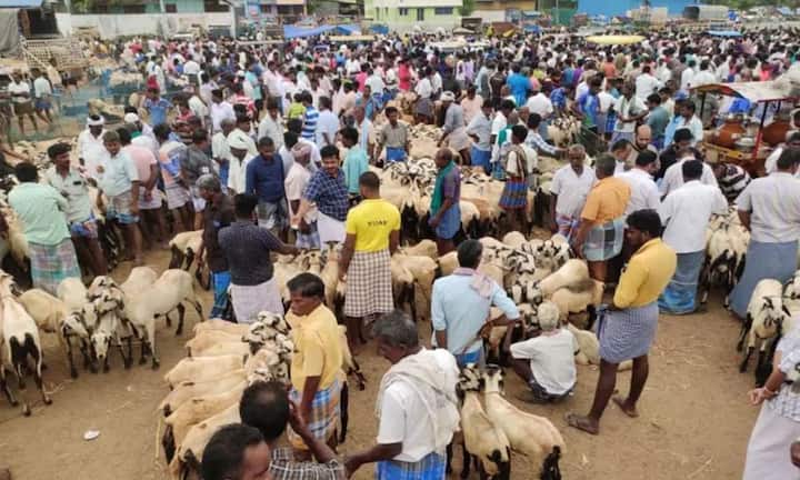 Trichy news Thousands of people gathered at Samayapuram goat market TNN தீபாவளி பண்டிகை; சமயபுரம் ஆட்டுச் சந்தையில் குவிந்த ஆயிரக்கணக்கான மக்கள்