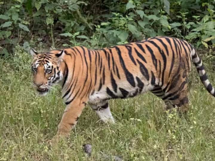 Farmer dies in tiger attack in Pilibhit tiger reserve angry villagers did road jam Pilibhit News: पीलीभीत में बाघ के हमले में किसान की मौत, गुस्साए ग्रामीणों ने शव सड़क पर रखकर जाम लगाया