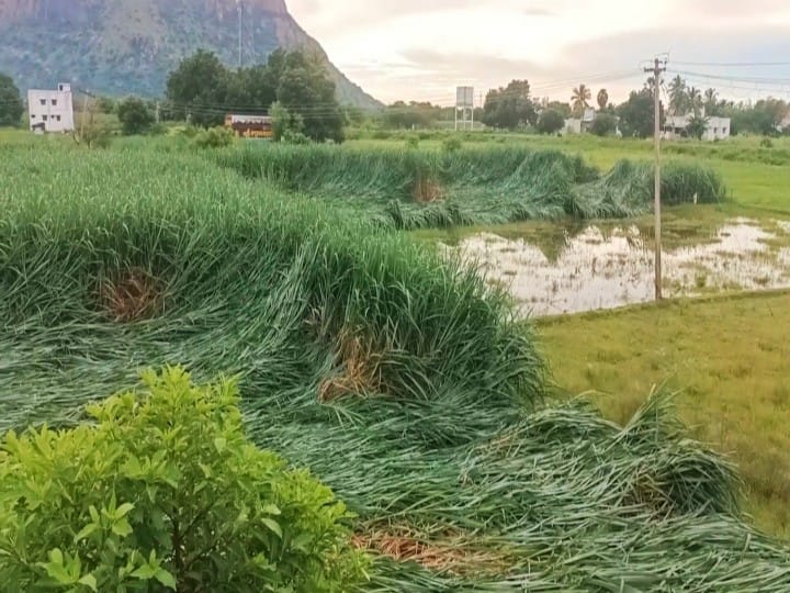 உசிலம்பட்டி அருகே கனமழை.. அறுவடைக்கு தயாராக இருந்த 2 ஏக்கர் கரும்பு பயிர்கள் சாய்ந்து சேதம்