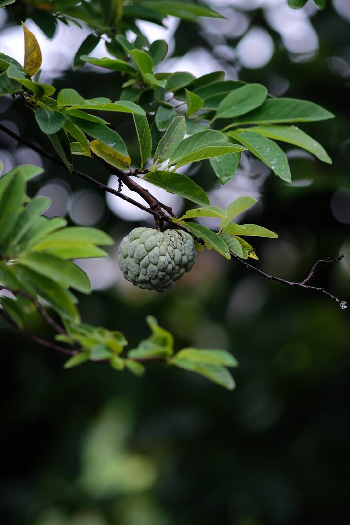 வைட்டமின் சி, Flavonoids ஆகிய சத்துக்கள் நிறைந்துள்ளதால் ஆக்ஸ்டேசிவ் டேமேஜ்களை தடுக்கிறது.
