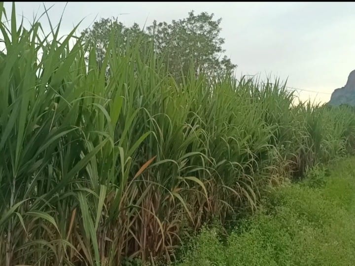 உசிலம்பட்டி அருகே கனமழை.. அறுவடைக்கு தயாராக இருந்த 2 ஏக்கர் கரும்பு பயிர்கள் சாய்ந்து சேதம்