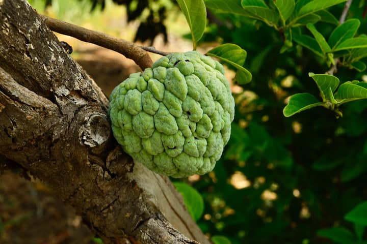 Custard Apple Benefits: অ্যান্টি-অক্সিডেন্টে ভরপুর হওয়ার ফলে আতা খেলে আমাদের শরীরের অক্সিডেটিভ ড্যামেজ হয় না। কিংবা এই জাতীয় ক্ষয়ক্ষতি হলে তা পূরণ হয়ে যায়।