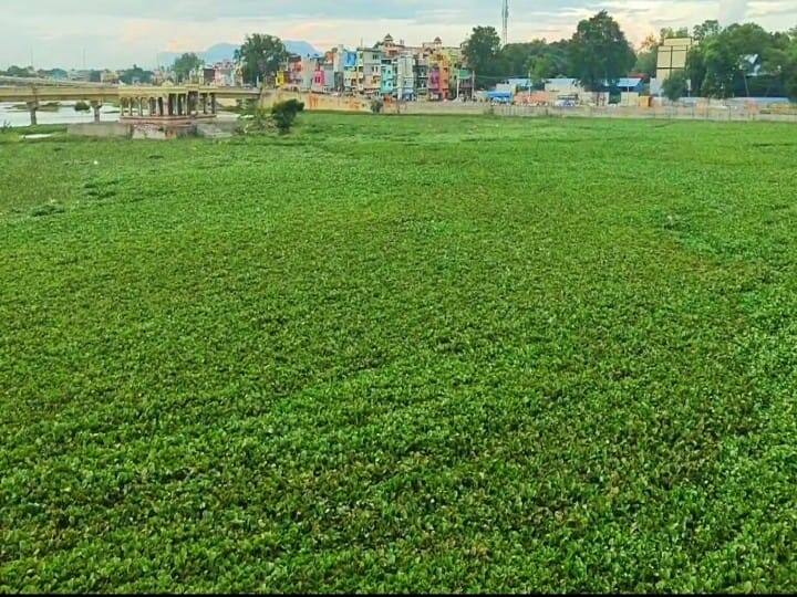 Madurai Vaigai river inundated by sky lotus - Should the sky lotus be removed before it floods Madurai: ஆகாயத் தாமரையால் மூழ்கிய மதுரை வைகை ஆறு  - வெள்ளம் வருவதற்கு முன்பு அகற்றப்படுமா? 