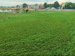 Madurai: ஆகாயத் தாமரையால் மூழ்கிய மதுரை வைகை ஆறு - வெள்ளம் வருவதற்கு முன்பு அகற்றப்படுமா?