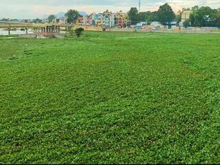 Madurai: ஆகாயத் தாமரையால் மூழ்கிய மதுரை வைகை ஆறு  - வெள்ளம் வருவதற்கு முன்பு அகற்றப்படுமா? 