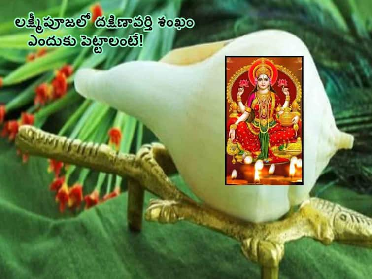 Diwali 2023: dakshinavarti shankh know the remedies of this conch benefits,  How To Use Dakshinavarti Shankh In Diwali lakshmi Puja Diwali 2023: దీపావళి రోజు పూజించాల్సిన దక్షిణావర్తి శంఖం విశిష్టత ఏంటో తెలుసా!