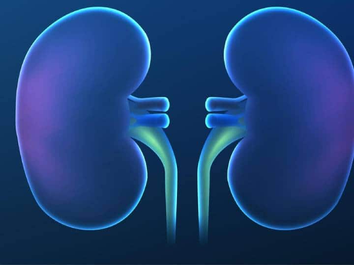 क्या आपको पेशाब करते समय जलन या दर्द जैसी समस्याओं का सामना करना पड़ता है? अगर हां, तो यह आपकी किडनी के स्वास्थ्य में किसी तरह की समस्या या गड़बड़ी का संकेत हो सकता है. किडनी के स्वास्थ्य में किसी भी तरह की गड़बड़ी से यूटीआई यानी यूरिन निकलने के रास्ते में इंफेक्शन, किडनी में पथरी या किडनी से जुड़ी कोई बीमारी हो सकती है. किसी बड़ी मुसीबत का सामना करने से पहले आपको सतर्क रहने की जरूरत है. लेकिन क्या आप जानते हैं कि आयुर्वेद किडनी को अच्छी स्थिति में रखने का एक खास तरीका है. कई आयुर्वेदिक जड़ी-बूटियाँ किडनी और लीवर को स्वस्थ रखने में मदद करती हैं. आइए एक नजर डालते हैं उन आयुर्वेदिक जड़ी-बूटियों पर जो किडनी और लीवर को स्वस्थ रखती हैं.
