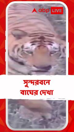 সুন্দরবনে বাঘের দেখা