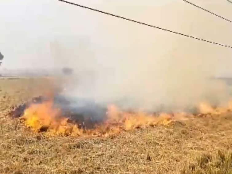 air pollution punjab stubble burning firozpur video haryana aqi severe category aap bjp cm maan kejriwal Stubble Burning Continues In Punjab's Fizorpur. Farmer Says, 'Helpless, Not My Hobby'. WATCH