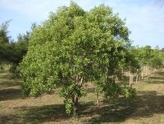 Sandalwood Farming: આ ખેતી છે નફાનો સોદો, માત્ર 50 વૃક્ષ 15 વર્ષમાં બનાવી દેશે કરોડપતિ