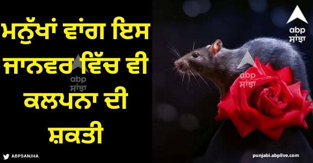 humans like this animal has power of imagination name is rat know reason Power Of Imagination: ਮਨੁੱਖਾਂ ਵਾਂਗ ਇਸ ਜਾਨਵਰ ਵਿੱਚ ਵੀ ਕਲਪਨਾ ਦੀ ਸ਼ਕਤੀ, ਦੇਸ਼ ਦੀ ਲਗਭਗ ਆਬਾਦੀ ਇਸ ਤੋਂ ਪ੍ਰੇਸ਼ਾਨ