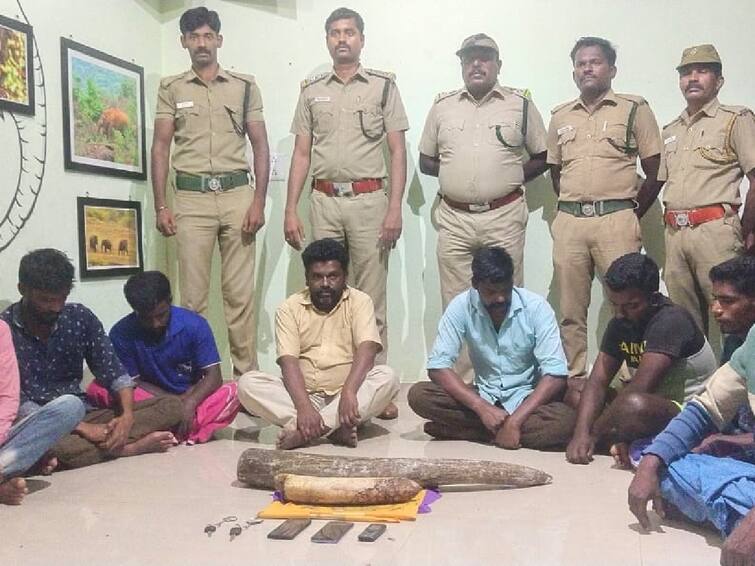 Forest anti-poaching watcher were arrested for trying to sell ivory in coimbatore Crime : யானைத் தந்தம் விற்க முயன்ற வேட்டைத் தடுப்பு காவலர் உட்பட 8 பேர் கைது