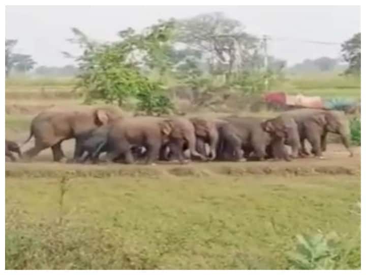 Chhattisgarh News 111 elephants wreaked havoc in hundreds of acres of paddy fields in one night ann Chhattisgarh News: एक ही रात में 111 हाथियों ने सैकड़ों एकड़ धान के खेतों में मचाई तबाही, वन विभाग के छूटे पसीने