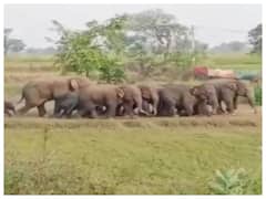 एक ही रात में 111 हाथियों ने सैकड़ों एकड़ धान के खेतों में मचाई तबाही, वन विभाग के छूटे पसीने