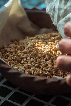 Sprouts: முளைகட்டிய பச்சைப்பயறு. எளிய பயறுகள் -ஏராளமான நன்மைகள்!