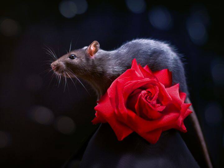 इंसानों की तरह ही इस जानवर में भी है कल्पना करने की शक्ति, देश की लगभग आबादी इससे परेशान humans Like this animal has power of imagination name is rat know reason इंसानों की तरह ही इस जानवर में भी है कल्पना करने की शक्ति, देश की लगभग आबादी इससे परेशान