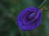 Butterfly Pea Flowers : ఆ పూలను పారేయకండి.. వాటితో ఎన్ని ఆరోగ్యప్రయోజనాలున్నాయో తెలుసా?