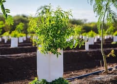 Sandalwood Farming: આ ખેતી છે નફાનો સોદો, માત્ર 50 વૃક્ષ 15 વર્ષમાં બનાવી દેશે કરોડપતિ