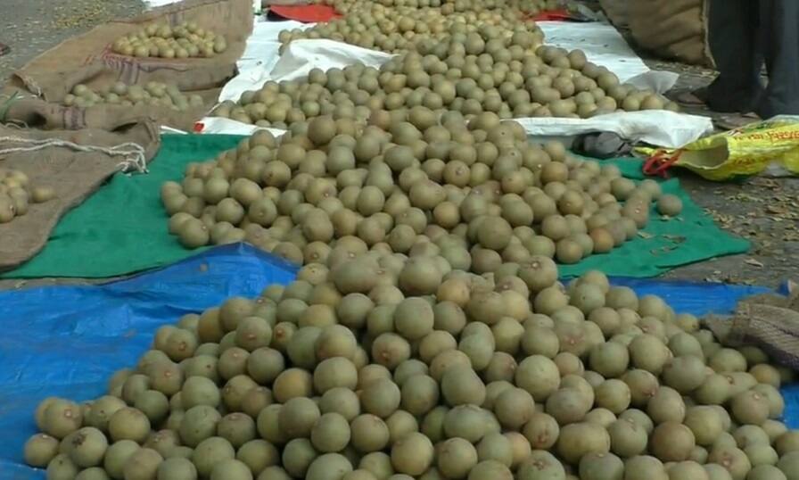 નવસારીમાં ખેડૂતોમાં ખુશીનો માહોલ, જાણો એક મણ ચીકુનો કેટલો મળી રહ્યો છે ભાવ? In Navsari the production of chikoos increased નવસારીમાં ખેડૂતોમાં ખુશીનો માહોલ, જાણો એક મણ ચીકુનો કેટલો મળી રહ્યો છે ભાવ?