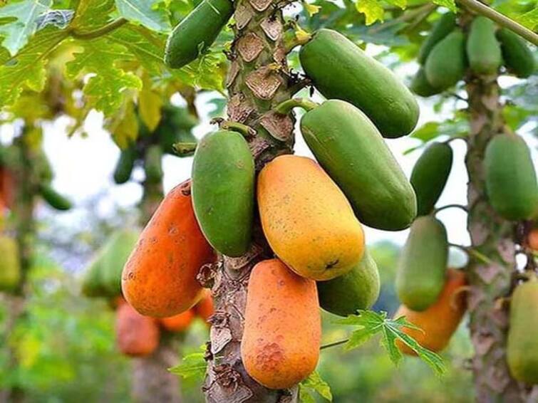 Papaya Farming through Mullaperiyar Water Irrigation Interested Farmers TNN முல்லைப்பெரியாறு நீர் பாசனம் மூலம் பப்பாளி விவசாயம் - ஆர்வம் காட்டும் விவசாயிகள்
