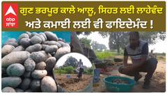 Cultivates of black potatoes | ਗੁਣ ਭਰਪੂਰ ਕਾਲੇ ਆਲੂ, ਸਿਹਤ ਲਈ ਲਾਹੇਵੰਦ ਅਤੇ ਕਮਾਈ ਲਈ ਵੀ ਫਾਇਦੇਮੰਦ !