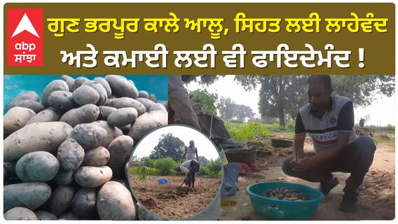 Cultivates of black potatoes | ਗੁਣ ਭਰਪੂਰ ਕਾਲੇ ਆਲੂ, ਸਿਹਤ ਲਈ ਲਾਹੇਵੰਦ ਅਤੇ ਕਮਾਈ ਲਈ ਵੀ ਫਾਇਦੇਮੰਦ !