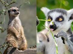 इंसानों का तो प्रदूषण से हाल खराब है, लेकिन क्या आप जानते हैं इससे जानवरों पर क्या असर हो रहा है?