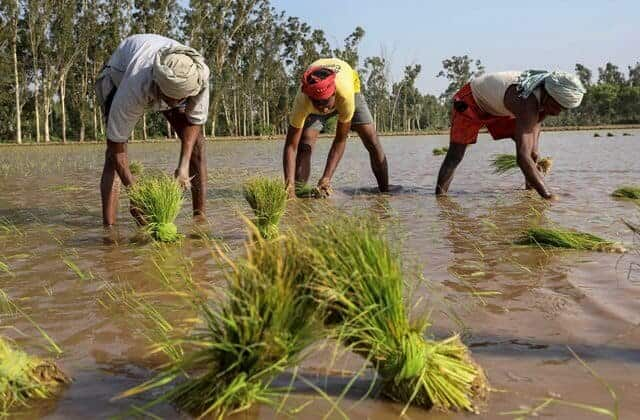 Paddy sowing has started, these 6 districts will get 8 hours of electricity and canal water from today. ਝੋਨੇ ਦੀ ਲਵਾਈ ਸ਼ੁਰੂ, ਅੱਜ ਤੋਂ ਇਨ੍ਹਾਂ 6 ਜ਼ਿਲ੍ਹਿਆਂ ਨੂੰ ਮਿਲੇਗਾ ਨਹਿਰੀ ਪਾਣੀ, ਮੁੱਖ ਮੰਤਰੀ ਨੇ ਕੀਤੀ ਆਹ ਅਪੀਲ