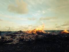 फिर आ गया पराली और प्रदूषण का सीजन, जानिए प्रदूषण में इसका कितना रोल, कैसे हवा को कर रहा खराब