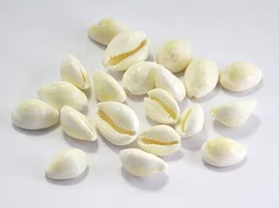 ਕੌਡੀ - ਕੌਡੀ ਮਾਂ ਲਕਸ਼ਮੀ ਦਾ ਰੂਪ ਹੁੰਦੀ ਹੈ। ਧਨਤੇਰਸ ਦੇ ਦਿਨ ਅਚਾਨਕ ਕੌਡੀਆਂ ਦਾ ਮਿਲਣਾ ਮਾਤਾ ਲਕਸ਼ਮੀ ਦੀ ਪ੍ਰਸੰਨਤਾ ਦਰਸਾਉਂਦਾ ਹੈ। ਮੰਨਿਆ ਜਾਂਦਾ ਹੈ ਕਿ ਇਸ ਨਾਲ ਤੁਹਾਡੀ ਪੈਸੇ ਨਾਲ ਜੁੜੀਆਂ ਸਮੱਸਿਆਵਾਂ ਜਲਦੀ ਹੀ ਦੂਰ ਹੋ ਜਾਣਗੀਆਂ।