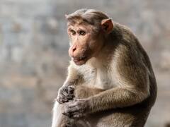 बंदरों पर अत्याचार करने वाले ग्रुप का हिस्सा थी महिला, बोली- उनको टॉर्चर होते देखना अच्छा लगता था