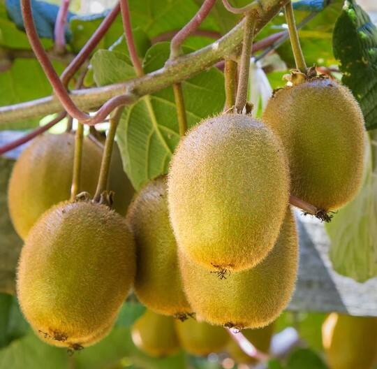 કીવી એ ખૂબ જ ઓછી કેલરીવાળું ફળ છે જેમાં પુષ્કળ પ્રમાણમાં ફાઈબર અને અન્ય પોષક તત્વો હોય છે જે સ્વાસ્થ્ય માટે ખૂબ જ ફાયદાકારક છે.