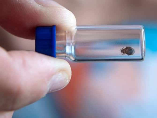 South Korea Launches 'Fight' Against Bedbugs As Country Grapples With  Outbreak