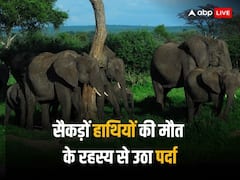 अफ्रीका में सैकड़ों हाथियों की अचानक मौत की क्या थी वजह? शोध में आया सामने